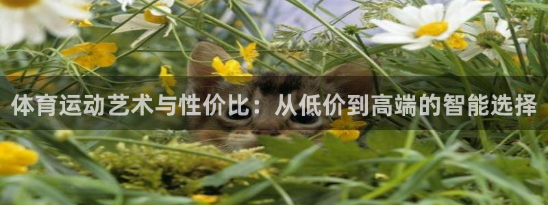沐鸣平台登录入口：体育运动艺术与性价比：从低价到高端的智能选择